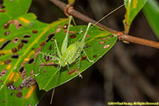 katydid